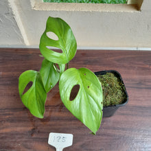 Load image into Gallery viewer, #25 Rhaphidophora Pertusa