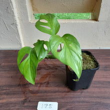 Load image into Gallery viewer, #25 Rhaphidophora Pertusa