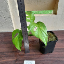 Load image into Gallery viewer, #25 Rhaphidophora Pertusa