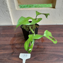 Load image into Gallery viewer, #25 Rhaphidophora Pertusa