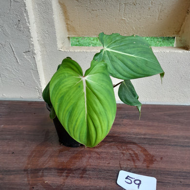 #59 Philodendron Dean Mcdowell