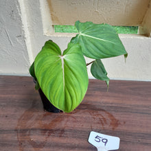 Load image into Gallery viewer, #59 Philodendron Dean Mcdowell