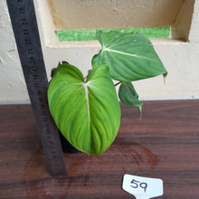 Load image into Gallery viewer, #59 Philodendron Dean Mcdowell