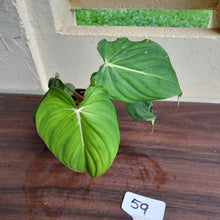 Load image into Gallery viewer, #59 Philodendron Dean Mcdowell