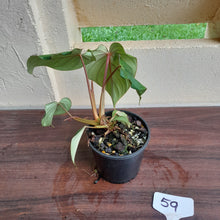 Load image into Gallery viewer, #59 Philodendron Dean Mcdowell