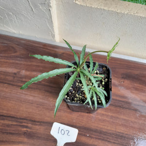 #102 Anthurium Polyschistum