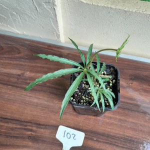 #102 Anthurium Polyschistum