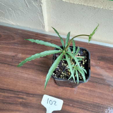 #102 Anthurium Polyschistum