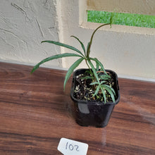 Load image into Gallery viewer, #102 Anthurium Polyschistum