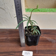 Load image into Gallery viewer, #102 Anthurium Polyschistum