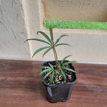 Load image into Gallery viewer, #102 Anthurium Polyschistum