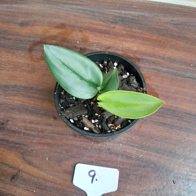 #9 Scindapsus Treubii Moonlight