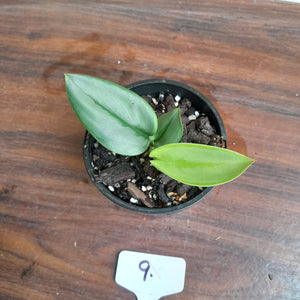 #9 Scindapsus Treubii Moonlight