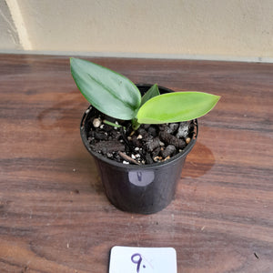 #9 Scindapsus Treubii Moonlight