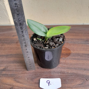 #9 Scindapsus Treubii Moonlight
