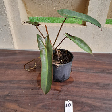 #10 Philodendron Atabapoense