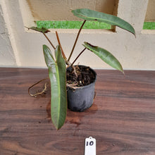 Load image into Gallery viewer, #10 Philodendron Atabapoense