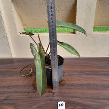 Load image into Gallery viewer, #10 Philodendron Atabapoense