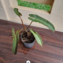Load image into Gallery viewer, #10 Philodendron Atabapoense