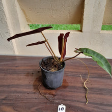 Load image into Gallery viewer, #10 Philodendron Atabapoense