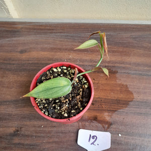 #12 Philodendron Burle Marx Fantasy