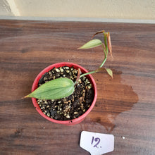 Load image into Gallery viewer, #12 Philodendron Burle Marx Fantasy