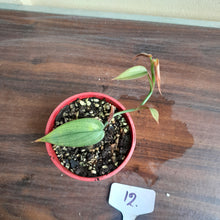 Load image into Gallery viewer, #12 Philodendron Burle Marx Fantasy