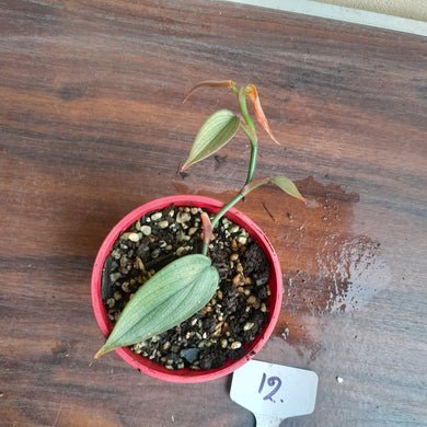 #12 Philodendron Burle Marx Fantasy