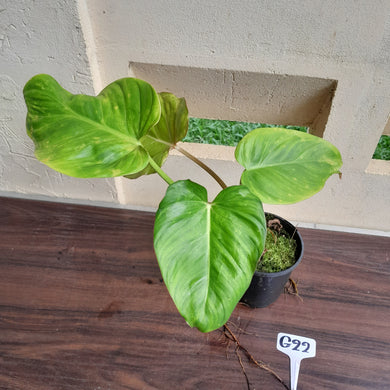#G22 Philodendron Gloriosum x Giganteum