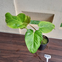 Load image into Gallery viewer, #G22 Philodendron Gloriosum x Giganteum