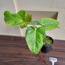 Load image into Gallery viewer, #G22 Philodendron Gloriosum x Giganteum