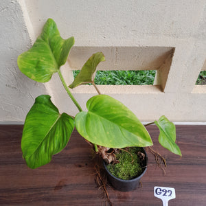 #G22 Philodendron Gloriosum x Giganteum
