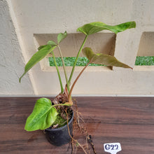Load image into Gallery viewer, #G22 Philodendron Gloriosum x Giganteum