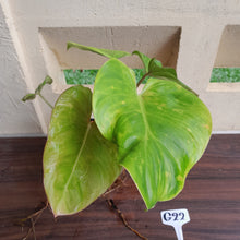 Load image into Gallery viewer, #G22 Philodendron Gloriosum x Giganteum