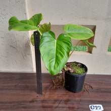 Load image into Gallery viewer, #G22 Philodendron Gloriosum x Giganteum