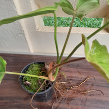 Load image into Gallery viewer, #G22 Philodendron Gloriosum x Giganteum