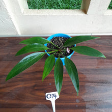 Load image into Gallery viewer, #G24 Anthurium Amnicola