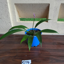 Load image into Gallery viewer, #G24 Anthurium Amnicola