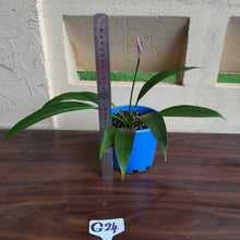 Load image into Gallery viewer, #G24 Anthurium Amnicola