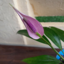 Load image into Gallery viewer, #G24 Anthurium Amnicola