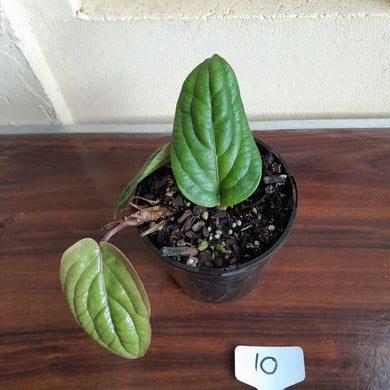 #10 Anthurium Radicans