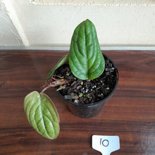 Load image into Gallery viewer, #10 Anthurium Radicans