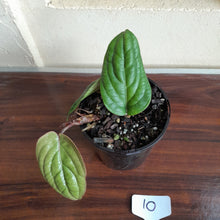 Load image into Gallery viewer, #10 Anthurium Radicans