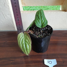 Load image into Gallery viewer, #10 Anthurium Radicans