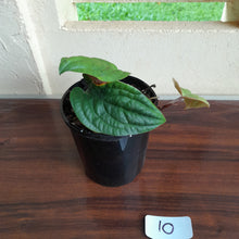 Load image into Gallery viewer, #10 Anthurium Radicans
