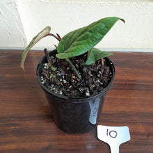 Load image into Gallery viewer, #10 Anthurium Radicans