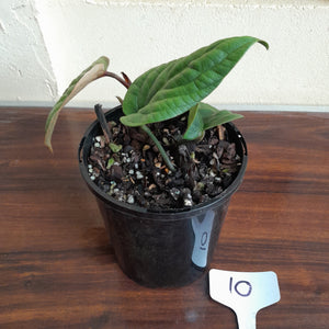 #10 Anthurium Radicans