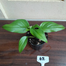 Load image into Gallery viewer, #42 Rhaphidophora Pertusa