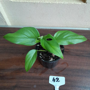 #42 Rhaphidophora Pertusa