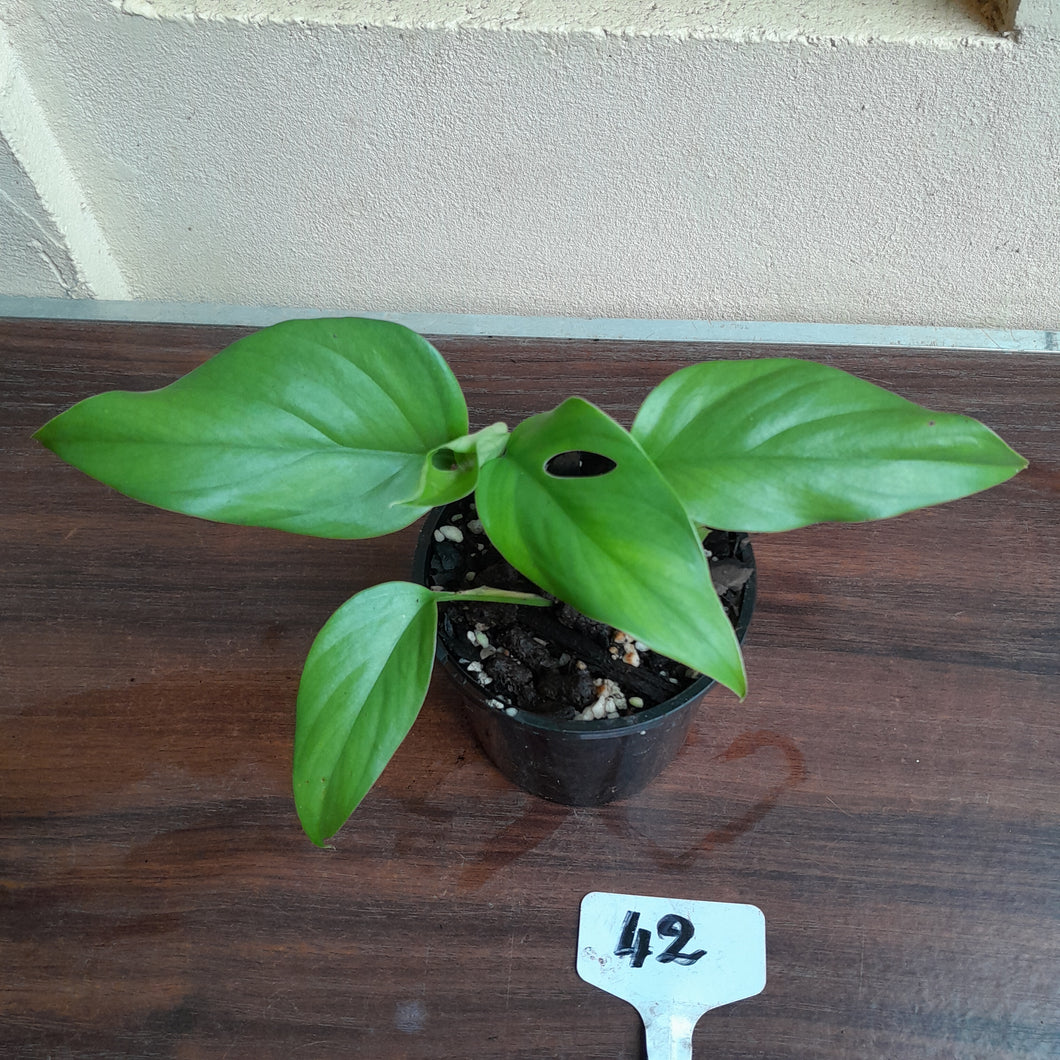 #42 Rhaphidophora Pertusa
